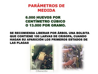 PARÁMETROS DE
            MEDIDA
        6.000 HUEVOS POR
        CENTÍMETRO CÚBICO
        O 13.000 POR GRAMO.

SE RECOMIENDA LIBERAR POR ÁRBOL UNA BOLSITA
QUE CONTIENE 100 LARVAS DE CRISOPA, CUANDO
HAGAN SU APARICIÓN LOS PRIMEROS ESTADOS DE
LAS PLAGAS
 