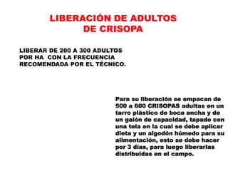 LIBERACIÓN DE ADULTOS
             DE CRISOPA

LIBERAR DE 200 A 300 ADULTOS
POR HA CON LA FRECUENCIA
RECOMENDADA POR EL TÉCNICO.




                         Para su liberación se empacan de
                         500 a 600 CRISOPAS adultas en un
                         tarro plástico de boca ancha y de
                         un galón de capacidad, tapado con
                         una tela en la cual se debe aplicar
                         dieta y un algodón húmedo para su
                         alimentación, esto se debe hacer
                         por 3 días, para luego liberarlas
                         distribuidas en el campo.
 