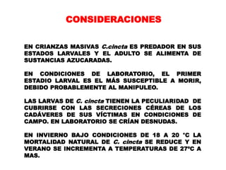 CONSIDERACIONES

EN CRIANZAS MASIVAS C.cincta ES PREDADOR EN SUS
ESTADOS LARVALES Y EL ADULTO SE ALIMENTA DE
SUSTANCIAS AZUCARADAS.

EN CONDICIONES DE LABORATORIO, EL PRIMER
ESTADIO LARVAL ES EL MÁS SUSCEPTIBLE A MORIR,
DEBIDO PROBABLEMENTE AL MANIPULEO.

LAS LARVAS DE C. cincta TIENEN LA PECULIARIDAD DE
CUBRIRSE CON LAS SECRECIONES CÉREAS DE LOS
CADÁVERES DE SUS VÍCTIMAS EN CONDICIONES DE
CAMPO. EN LABORATORIO SE CRÍAN DESNUDAS.

EN INVIERNO BAJO CONDICIONES DE 18 A 20 °C LA
MORTALIDAD NATURAL DE C. cincta SE REDUCE Y EN
VERANO SE INCREMENTA A TEMPERATURAS DE 27ºC A
MAS.
 