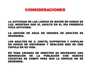 CONSIDERACIONES


LA ACTIVIDAD DE LAS LARVAS ES MAYOR EN HORAS DE
LUZ, MIENTRAS QUE EL ADULTO EN EL DÍA PRESENTA
POCA ACTIVIDAD.

LA ADICIÓN DE AGUA EN CRIANZA DE ADULTOS ES
NECESARIA.

LOS ADULTOS DE C. CINCTA, OVIPOSITAN Y COPULAN
EN HORAS DE OSCURIDAD Y REALIZAN MÁS DE UNA
COPULA EN SU VIDA.

EN TODA CRIANZA DE INSECTOS ES NECESARIO UNA
RENOVACIÓN  DE   LA  POBLACIÓN  CON   NUEVAS
COLECTAS DE CAMPO PARA QUE LA ESPECIE NO SE
DEGENERE.
 