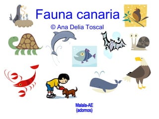 Fauna canaria
© Ana Delia Toscal
 