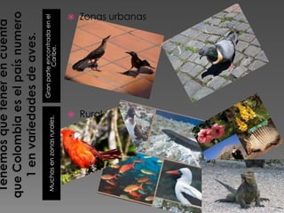 Gran parte encontrada en el
Muchos en zonas rurales.                Caribe.




                      
                                                      




                      Rural
                                                      Zonas urbanas
 