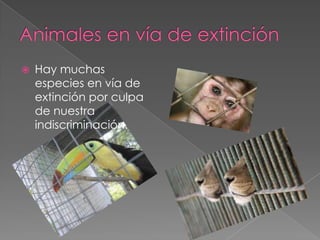  Hay muchas
especies en vía de
extinción por culpa
de nuestra
indiscriminación.