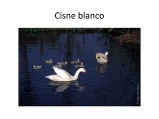 Cisne blanco

 