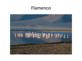 Flamenco

 