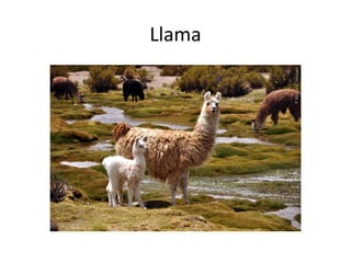 Llama

 