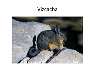 Vizcacha

 