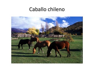Caballo chileno

 