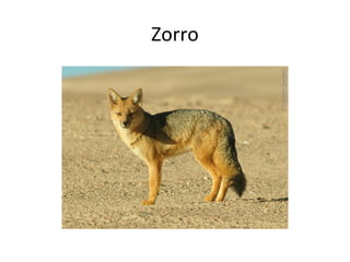 Zorro

 