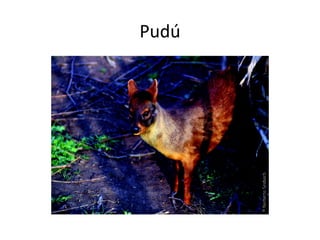 Pudú
 