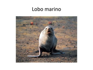 Lobo marino
 