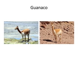 Guanaco
 