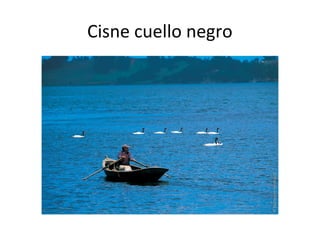 Cisne cuello negro
 
