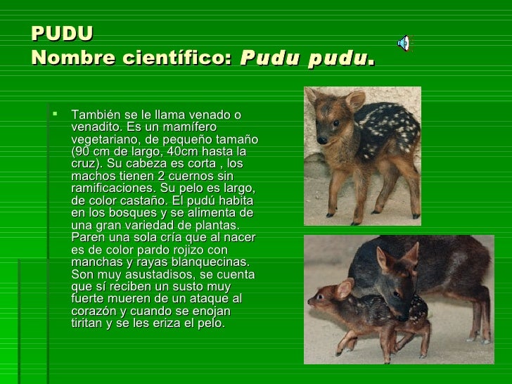 Faunachilota