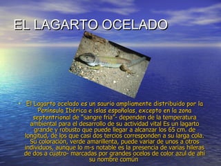 EL LAGARTO OCELADO  El Lagarto ocelado es un saurio ampliamente distribuido por la Península Ibérica e islas españolas, excepto en la zona septentrional  de “sangre fría”- dependen de la temperatura ambiental para el desarrollo de su actividad vital  Es un lagarto grande y robusto que puede llegar a alcanzar los 65 cm. de longitud, de los que casi dos tercios corresponden a su larga cola. Su coloración, verde amarillenta, puede variar de unos a otros individuos, aunque lo más notable es la presencia de varias hileras de dos a cuatro- marcadas por grandes ocelos de color azul de ahí su nombre común   