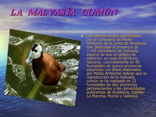 LA  MALVASÍA  COMÚN      Los últimos censos coordinados por la Consejería de Medio Ambiente de la Junta de Andalucía han detectado la presencia de 2.100 ejemplares de malvasía, especie de ave en peligro de extinción, en todo el territorio nacional, concretamente en 85 humedales de quince provincias españolas Los datos elaborados por Medio Ambiente indican que la reproducción de la malvasía común se ha realizado en 23 humedales de diez provincias pertenecientes a las comunidades autónomas de Andalucía, Castilla-La Mancha, Murcia y Valencia.  