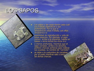 LOS SAPOS  Los sapos y las ranas tienen cada cual sus hábitats específicos y sus preferencias. Por lo que si desaparecen estos hábitats, con ellos desaparece la posibilidad de reproducción y vida de estas especies. Por ejemplo, el sapo común, arriba a la izquierda, habita en balsas y otros nichos acuáticos más o menos profundos, mientras que el sapo corredor, arriba a la derecha, prefiere charcas someras para realizar sus puestas; su nombre de “corredor” se debe a la costumbre de corretear por el suelo mientras sale o entra de las dichas charcas. 