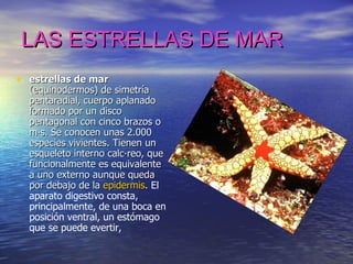 LAS ESTRELLAS DE MAR estrellas de mar  (equinodermos) de simetría pentaradial, cuerpo aplanado formado por un disco pentagonal con cinco brazos o más. Se conocen unas 2.000 especies vivientes. Tienen un esqueleto interno calcáreo, que funcionalmente es equivalente a uno externo aunque queda por debajo de la  epidermis .  El aparato digestivo consta, principalmente, de una boca en posición ventral, un estómago que se puede evertir,   