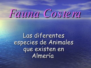 Fauna Costera   Las diferentes especies de Animales que existen en Almería  