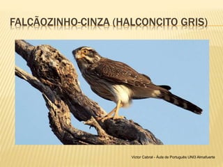 FALCÃOZINHO-CINZA (HALCONCITO GRIS)
Victor Cabral - Áula de Português UNI3 Almafuerte
 