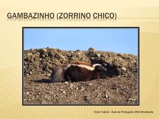 GAMBAZINHO (ZORRINO CHICO)
Victor Cabral - Áula de Português UNI3 Almafuerte
 