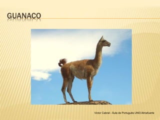 GUANACO
Victor Cabral - Áula de Português UNI3 Almafuerte
 