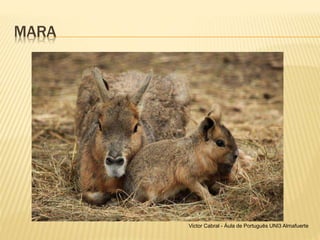 MARA
Victor Cabral - Áula de Português UNI3 Almafuerte
 