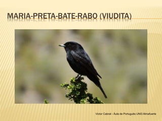 MARIA-PRETA-BATE-RABO (VIUDITA)
Victor Cabral - Áula de Português UNI3 Almafuerte
 