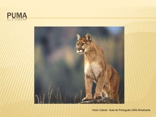 PUMA
Victor Cabral - Áula de Português UNI3 Almafuerte
 