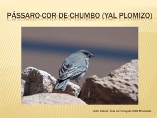 PÁSSARO-COR-DE-CHUMBO (YAL PLOMIZO)
Victor Cabral - Áula de Português UNI3 Almafuerte
 
