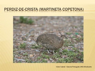 PERDIZ-DE-CRISTA (MARTINETA COPETONA)
Victor Cabral - Áula de Português UNI3 Almafuerte
 