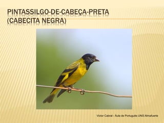 PINTASSILGO-DE-CABEÇA-PRETA
(CABECITA NEGRA)
Victor Cabral - Áula de Português UNI3 Almafuerte
 