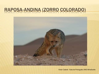 RAPOSA-ANDINA (ZORRO COLORADO)
Victor Cabral - Áula de Português UNI3 Almafuerte
 