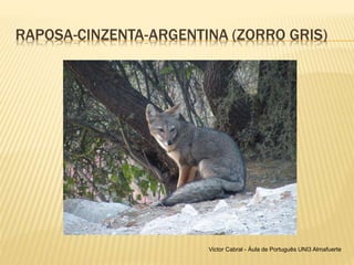 RAPOSA-CINZENTA-ARGENTINA (ZORRO GRIS)
Victor Cabral - Áula de Português UNI3 Almafuerte
 