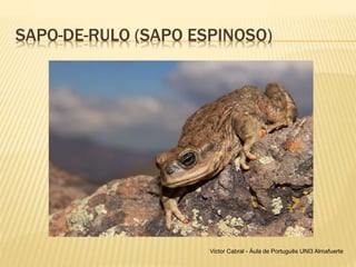 SAPO-DE-RULO (SAPO ESPINOSO)
Victor Cabral - Áula de Português UNI3 Almafuerte
 