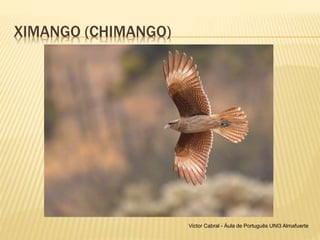 XIMANGO (CHIMANGO)
Victor Cabral - Áula de Português UNI3 Almafuerte
 