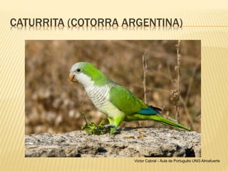 CATURRITA (COTORRA ARGENTINA)
Victor Cabral - Áula de Português UNI3 Almafuerte
 