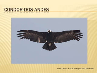 CONDOR-DOS-ANDES
Victor Cabral - Áula de Português UNI3 Almafuerte
 