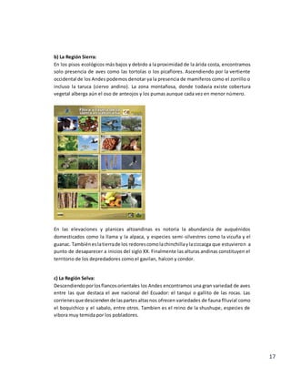 17
b) La Región Sierra:
En los pisos ecológicos más bajos y debido a la proximidad de la árida costa, encontramos
solo presencia de aves como las tortolas o los picaflores. Ascendiendo por la vertiente
occidental de los Andes podemos denotar ya la presencia de mamiferos como el zorrillo o
incluso la taruca (ciervo andino). La zona montañosa, donde todavia existe cobertura
vegetal alberga aún el oso de anteojos y los pumas aunque cada vez en menor número.
En las elevaciones y planices altoandinas es notoria la abundancia de auquénidos
domesticados como la llama y la alpaca, y especies semi-silvestres como la vicuña y el
guanac. Tambiéneslatierrade los redorescomolachinchillaylacizcacga que estuvieron a
punto de desaparecer a inicios del siglo XX. Finalmente las alturas andinas constituyen el
territorio de los depredadores como el gavilan, halcon y condor.
c) La Región Selva:
Descendiendoporlosflancosorientales los Andes encontramos una gran variedad de aves
entre las que destaca el ave nacional del Ecuador: el tanqui o gallito de las rocas. Las
corrienesque desciendende laspartes altasnos ofrecen variedades de fauna flluvial como
el boquichico y el sabalo, entre otros. Tambien es el reino de la shushupe, especies de
vibora muy temida por los pobladores.
 