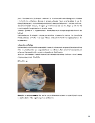 19
-Cazay pesca excesiva,que llevanalamerma de laspoblacines.Se haextinguidolachinchila
y reducido las poblaciones de oso de anteojos, taruca, vicuña y varias otras. El uso de
dispositivosde pescairracionalesyprohibidosporleycomoladinamitaysustanciastóxicas.
-La contaminación (relaves, desagües y vertimientos) de los ríos. Lagos y del mar ha
exterminado la fauna acuatica en amplias zonas.
-La tala y quema de la vegetación está mermando muchas especies por destrucción de
hábitat.
-La introducción de especies exóticas que eliminan a las especies nativas. Por ejemplo, la
introducción de la trucha en el Lago Titicaca está exterminando las especies nativas de
peces y ranas.
1. Especies en Peligro
Las causas antesmencionadashallevadoalaextinciónde especies y han puestro a muchas
otras en una situación, que las puede llevar a la extinción. Para conservar las especies en
peligro se han establecido en cuatro categorías de clasificación.
-Especiesposiblemente extintas: Sonlasque handesaparecidodel territorionacional.Entre
ellas se encuentra la chinchilla.
(Chinchilla sp.)
-Especiesenpeligrode extinción:Sonlas que estánamenazadas en su supervivencia y que
necesitan de medidas urgentes para su protección.
 