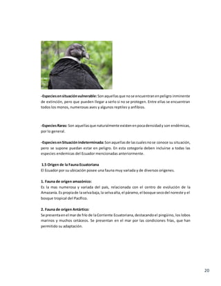 20
-Especiesensituaciónvulnerable:Sonaquellasque nose encuentranenpeligro inminente
de extinción, pero que pueden llegar a serlo si no se protegen. Entre ellas se encuentran
todos los monos, numerosas aves y algunos reptiles y anfibios.
-EspeciesRaras: Son aquellasque naturalmente existenenpocadensidady son endémicas,
por lo general.
-EspeciesenSituaciónindeterminada:Sonaquellasde lascualesnose conoce su situación,
pero se supone puedan estar en peligro. En esta cotegoría deben incluirse a todas las
especies endemicas del Ecuador mencionadas anteriormente.
1.5 Origen de la Fauna Ecuatoriana
El Ecuador por su ubicación posee una fauna muy variada y de diversos origenes.
1. Fauna de origen amazónico:
Es la mas numerosa y variada del país, relacionada con el centro de evolución de la
Amazanía.Es propiade laselvabaja,la selvaalta,el páramo,el bosque secodel noreste y el
bosque tropical del Pacífico.
2. Fauna de origen Antártico:
Se presentaenel mar de frío de laCorriente Ecuatoriana, destacandoel pingüino, los lobos
marinos y muchos cetáceos. Se presentan en el mar por las condiciones frías, que han
permitido su adaptación.
 