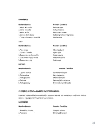 23
MAMÍFEROS
Nombre Común Nombre Científico
1.Mono Nocturno Aotus azarae
2.Mono Chucuto Aotus miconax
3.Mono Araña Aotus nancymaae
4.Caiman de la Costa CabecingroAotus Nigriceps
5.Cotorra de cabeza amarilla Vociferante
AVES
Nombre Común Nombre Ciéntífico
1.Pava negra Aburria aburri
2.Espátula rosada Ajaia ajaja
3.Guacamayo azúl amarillo Ara ararauna
4.Guacamayo rojo y verde Ara chloroptera
5.Guacamayo rojo Ara macao
REPTILES
Nombre Común Nombre Científico
1.Lagarto blanco Caiman crocodylos
2.Tortuga boa Caretta caretta
3.Tortuga verde Chelonia mydas
4.Taricaya Dermochelys cariacea
5.Tortuga carey Eretmochely imbracata
C) ESPECIES DE FAUNA SILVESTRE EN SITUACIÓN RARA
Especies cuyas poblaciones naturales son muy escasa, por su carácter endémico u otras
razones y que podrían llegar a ser vulnerables.
MAMÍFEROS
Nombre Común Nombre Científico
1.Armadillo Peludo Dasypus pilosus
2.Pacarana Dinomys branickii
 