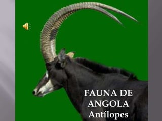 FAUNA DE
ANGOLA
Antílopes
 
