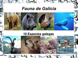 Fauna de Galicia 10 Especies galegas 