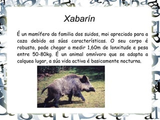 Xabarín É un mamífero da familia dos suidos, moi apreciado para a caza debido as súas características. O seu corpo é robusto, pode chegar a medir 1,60m de lonxitude e pesa entre 50-80kg. É un animal omnívoro que se adapta a calquea lugar, a súa vida activa é basicamente nocturna. 