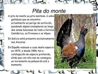 Pita do monte A pita do monte ou pita montesa, é unha galinácea que se encontra actualmente en perigo de extinción, quedando algúns exemplares ao longo das zonas boscosas de toda a Cornixa Cantábrica, os Pireneos e os Alpes. En Galicia está presente exclusivamente nos Ancares. En España vedouse a caza desta especie en 1979, e desde 1986 ten a catalogación de especie protexida, aínda que con isto non se conseguiu un incremento na poboación até o momento. 