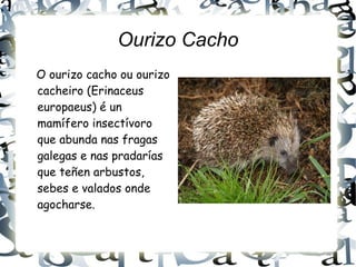 Ourizo Cacho O ourizo cacho ou ourizo cacheiro (Erinaceus europaeus) é un mamífero insectívoro que abunda nas fragas galegas e nas pradarías que teñen arbustos, sebes e valados onde agocharse. 