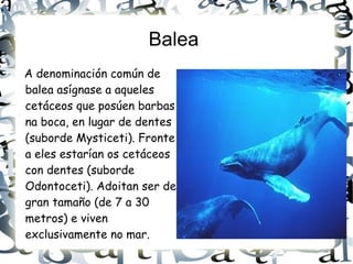 Balea  A denominación común de balea asígnase a aqueles cetáceos que posúen barbas na boca, en lugar de dentes (suborde Mysticeti). Fronte a eles estarían os cetáceos con dentes (suborde Odontoceti). Adoitan ser de gran tamaño (de 7 a 30 metros) e viven exclusivamente no mar. 