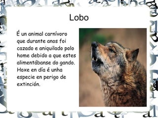 Lobo É un animal carnívoro que durante anos foi cazado e aniquilado polo home debido a que estes alimentábanse do gando. Hoxe en día é unha especie en perigo de extinción. 
