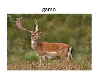 gamo
 